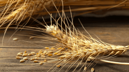 Пшениця повертає популярність — що з цінами у січні - 285x160