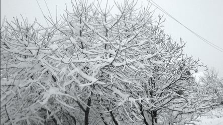 Черешня не подмерзнет — простые способы зимней защиты - 285x160