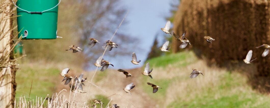 Як старе відро можна використати на дачі