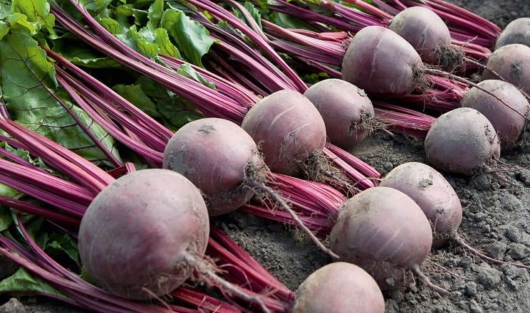 Урожай буряков на грядке.