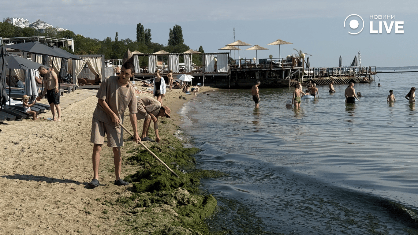 Працівники прибирають водорості