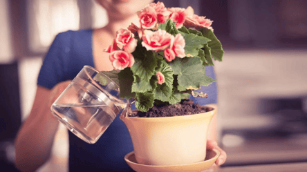 Не лийте воду на рослини в цей період — ризикуєте втратити все - 285x160