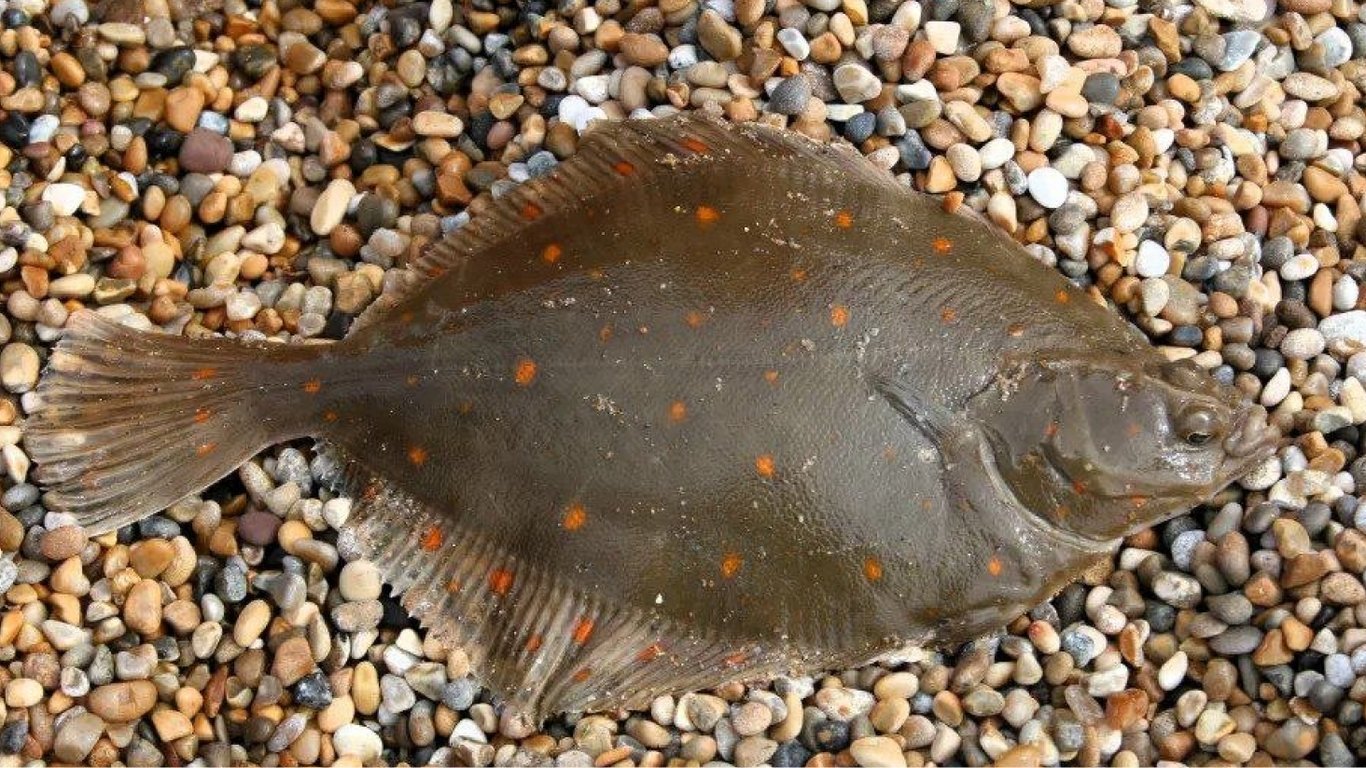 В Одесской области рыбалка под запретом: штрафы в период нереста