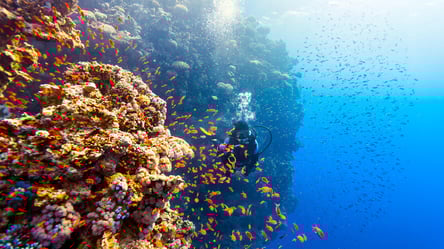 "Зоны смерти" в Красном море — что рассказали о жизни на Земле - 285x160