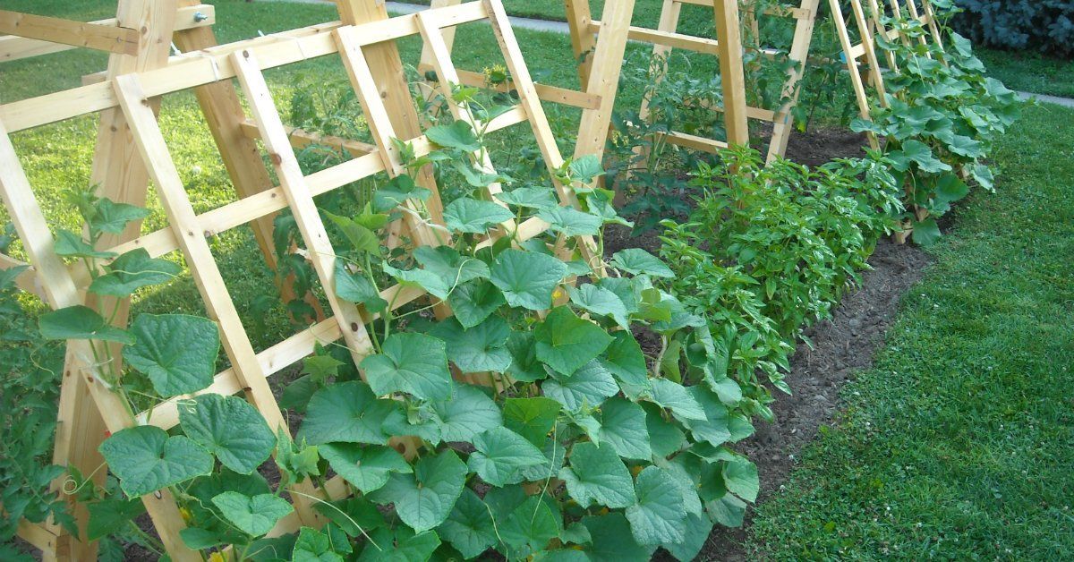 Подвязанные огурцы на огороде