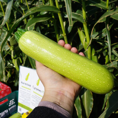 Сорт кабачков Ангелина F1 (Syngenta)