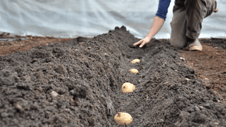 Посадите картофель под зиму в эти дни — урожай побьет все рекорды - 285x160