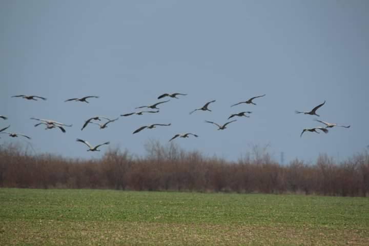 Кучеряві пелікани прилетіли на Одещину — зупинились на Тузлівських лиманах - фото 3