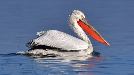 Пелікани не гніздуються на Одещині: як на це вплине відновлення придунайських озер - 285x160
