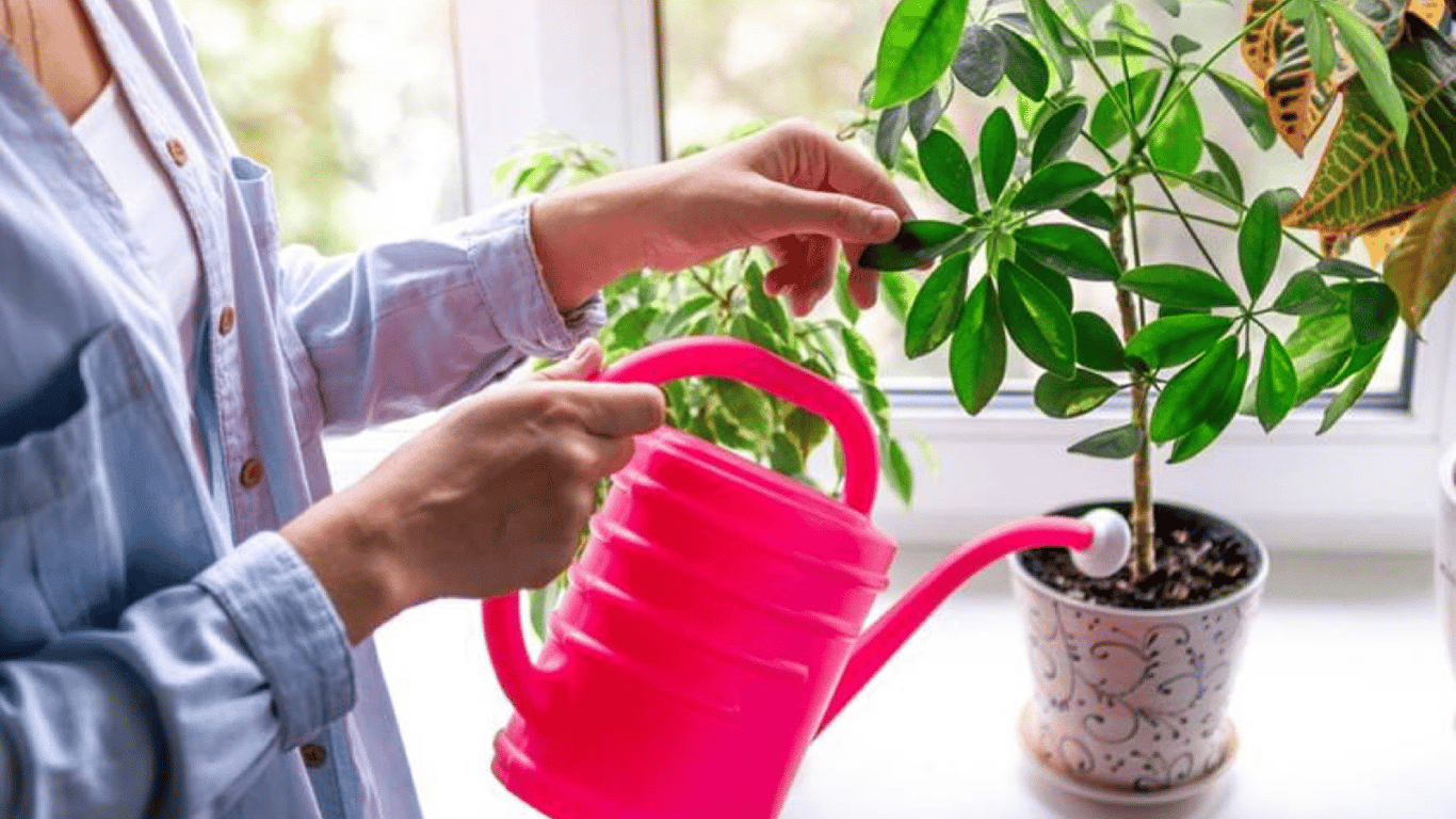 Як правильно поливати кімнатні рослини — головні правила догляду