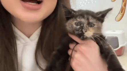 Коти в оренду — в Одесі заклад опинився в центрі скандалу - 290x166