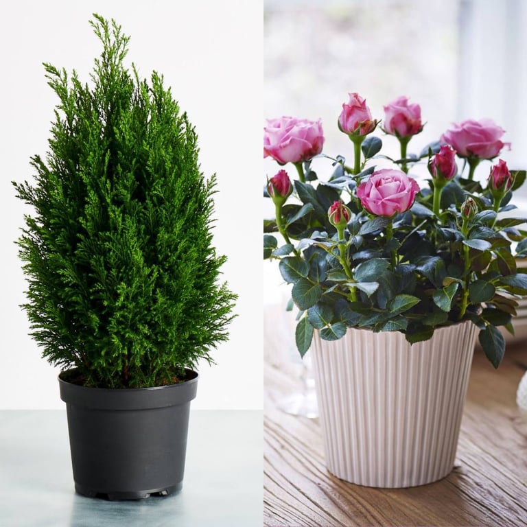 Кипарисовик и комнатный сорт розы