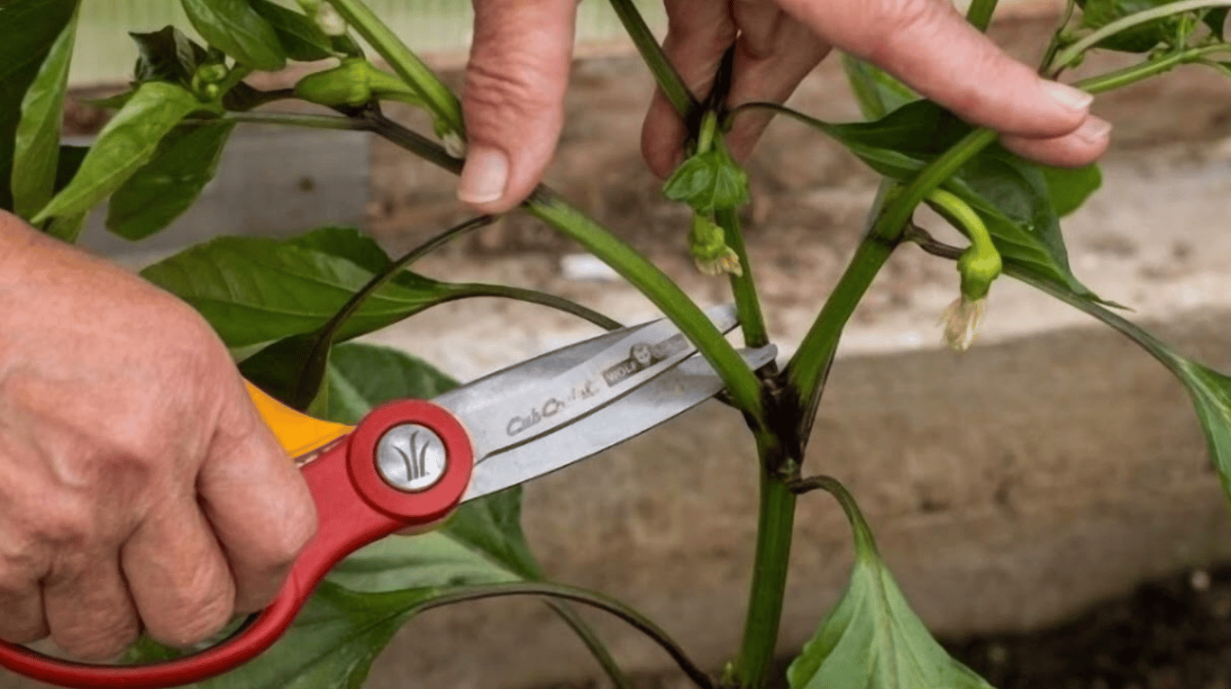 Процесс формирования кустов перца