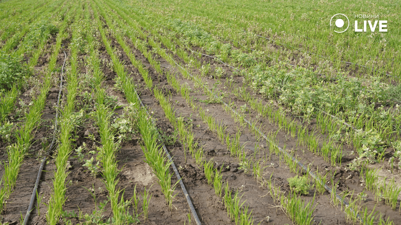 Рисові поля на півдні Одеської області. Фото: Новини.LIVE