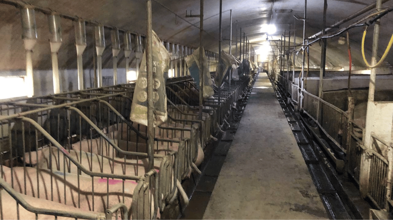 Тищенко против свиней — одиозный нардеп борется с незаконными фермами в Киевской области