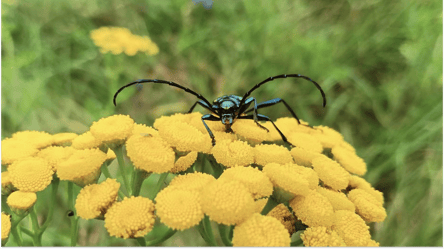 Загадкових жуків помітили біля ЧАЕС — що відомо про комах - 285x160