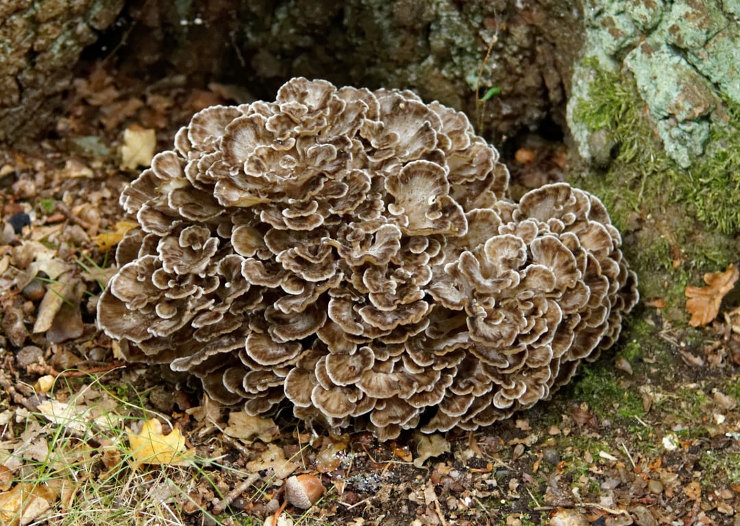 Гриб грифола листувата Grifola frondosa