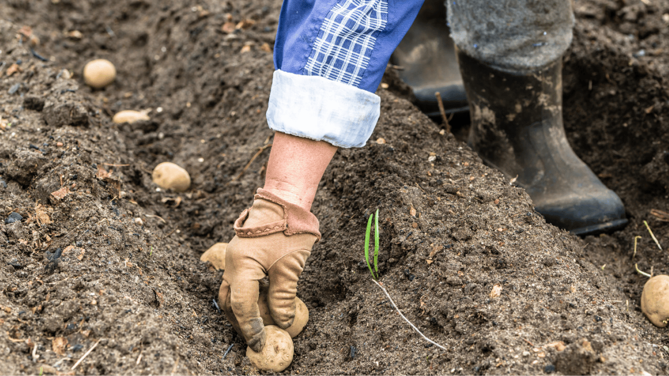 Как посадить картофель на зиму, чтобы собрать большой урожай — советы экспертов