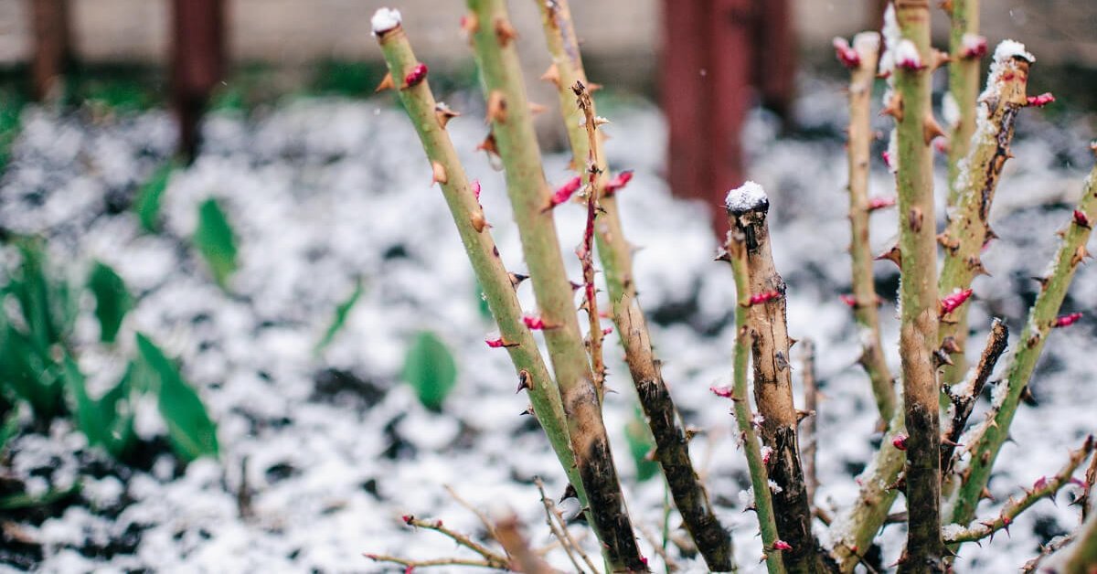 Почерневшая роза