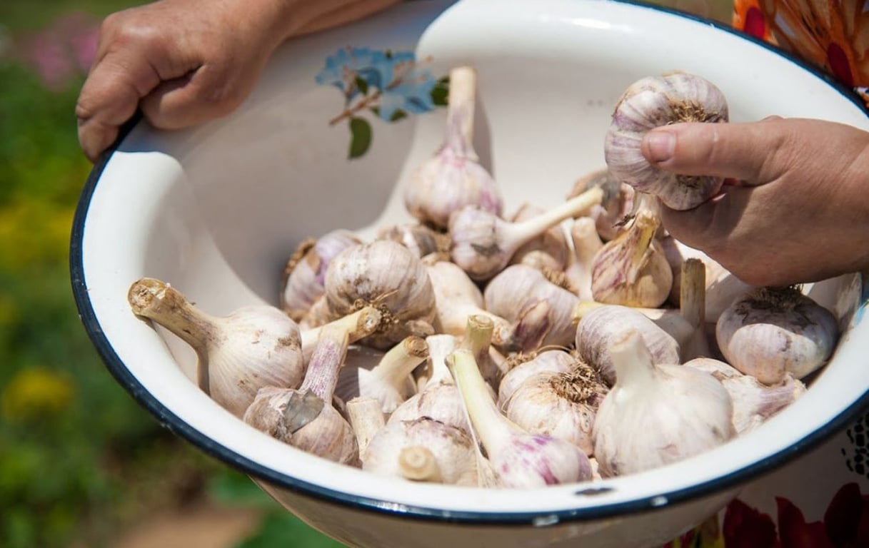 Яким добривом підгодувати часник, щоб збирати щедрий врожай гігантських плодів