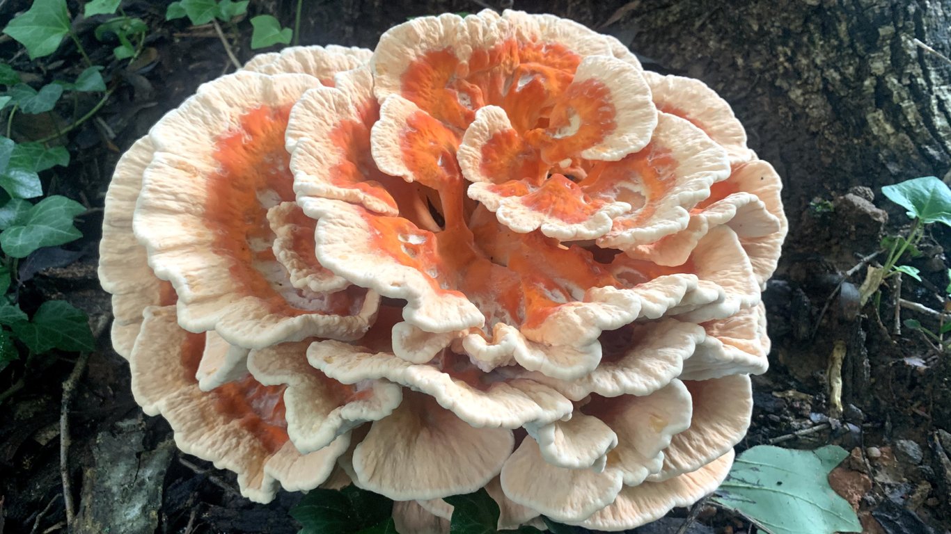 Хвилясті шари гриба з насиченим оранжево-жовтим забарвленням.