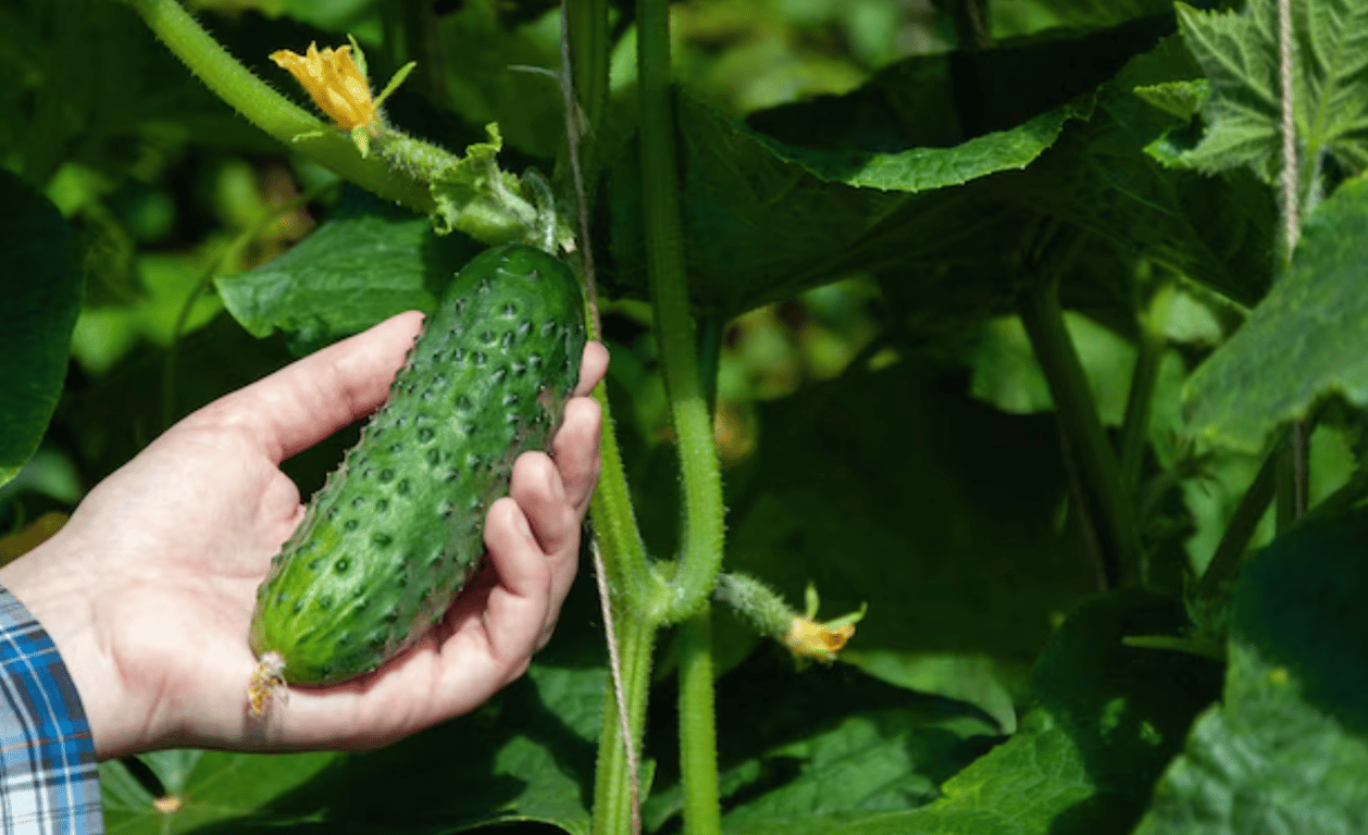 Человек, держащий выращенный огурец на огороде