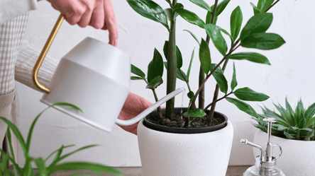 Замиокулькас оживет за месяц — простое удобрение из аптечки - 285x160