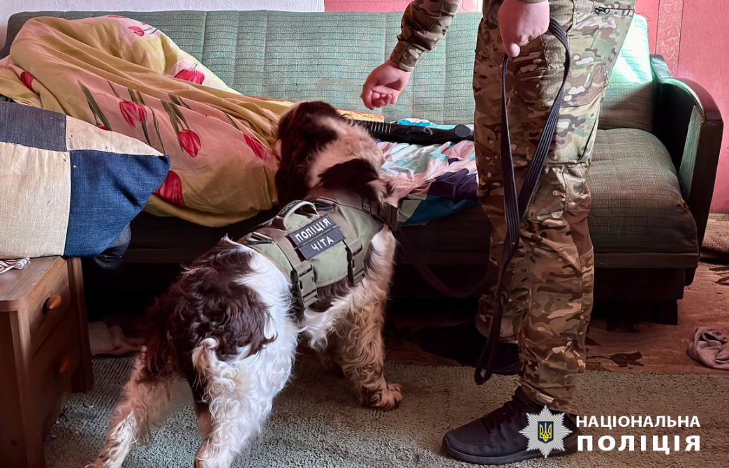 Собака ищет наркотики