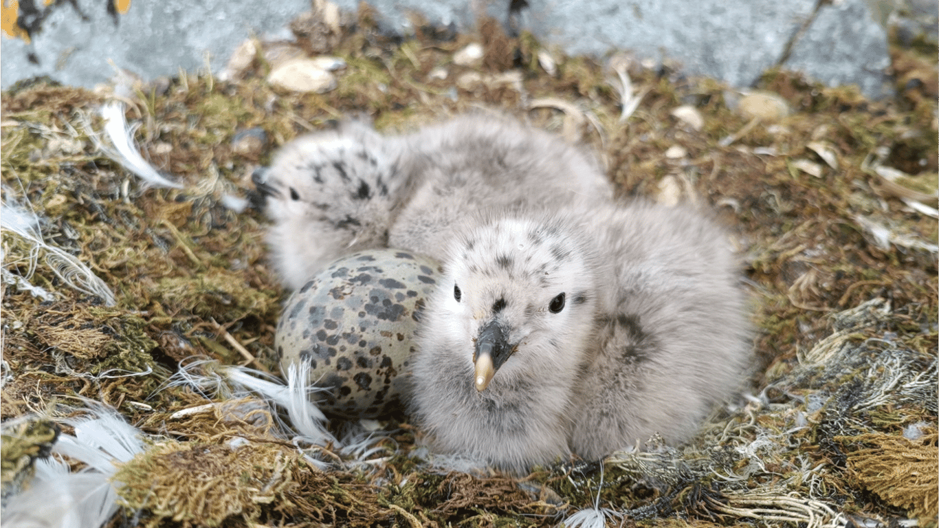 Vernadsky scientists showed newborn gull chicks