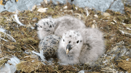 The first gull chicks appeared at Vernadsky Research Base — photo - 285x160