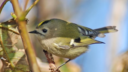 Украинская колибри — что известно о птичке, живущей в Чернобыле - 285x160