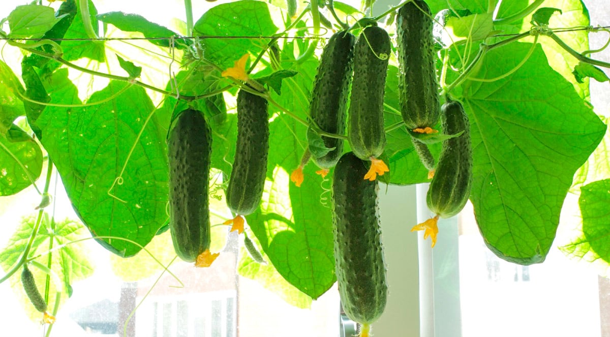 Що можна посадити на городі початківцю — огірок