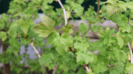 Не загубіть врожай малини — захистіть її від холоду - 285x160