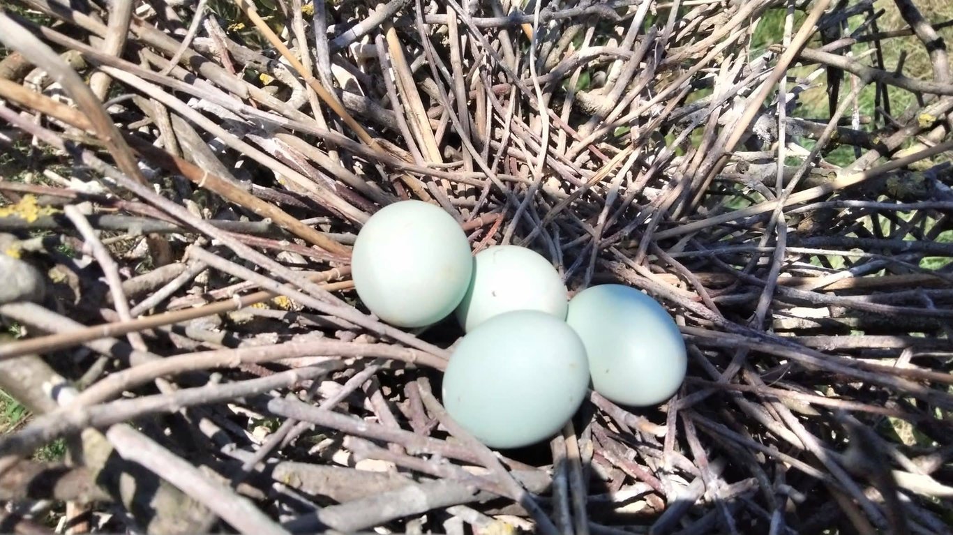 Яйця в гнізді