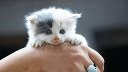 На Львівщині померла жінка від укусу кошеня — що відомо - 285x160