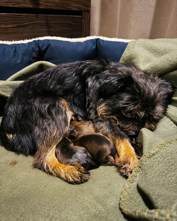 Собака Ектора Хіменес-Браво народила 