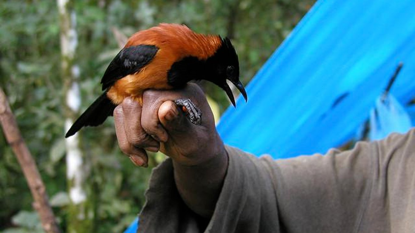 Які птахи здатні вбити людей – мають всюди отруйну речовину
