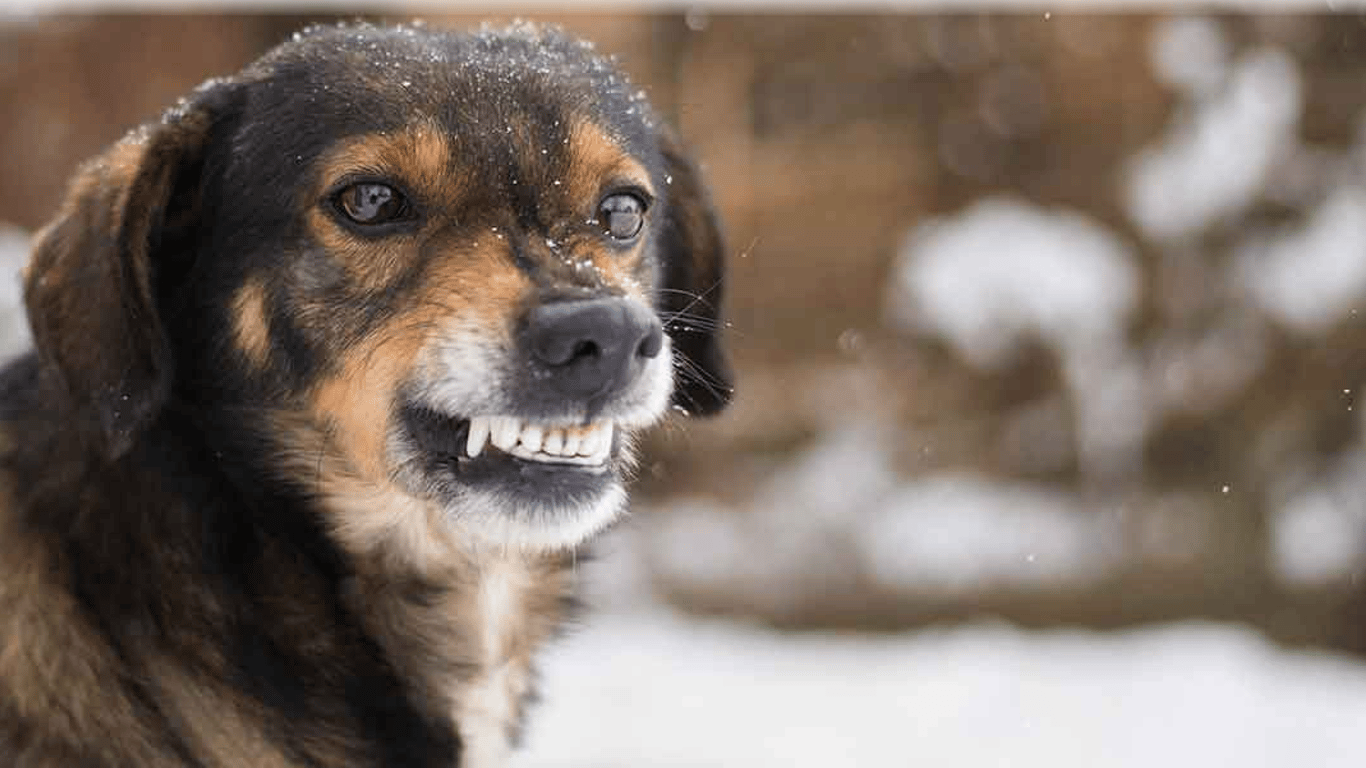 У Житомирі собака притягнув людську ногу на територію гаражного кооперативу