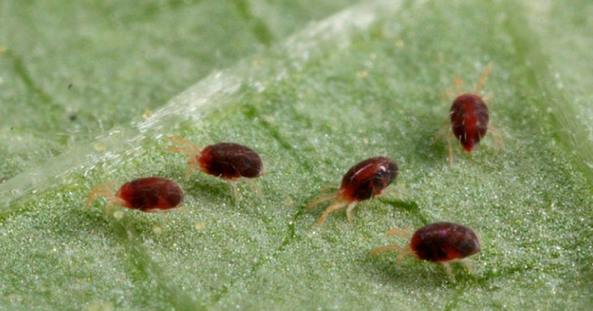 Паутинный клещ