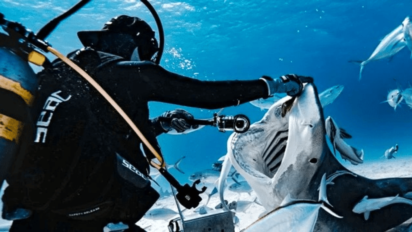 Фотограф заглянул в пасть акулы: ужасающие кадры