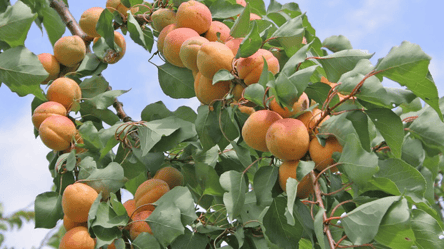 Не родить абрикос — чому та як відновити врожай на плодовому дереві - 285x160