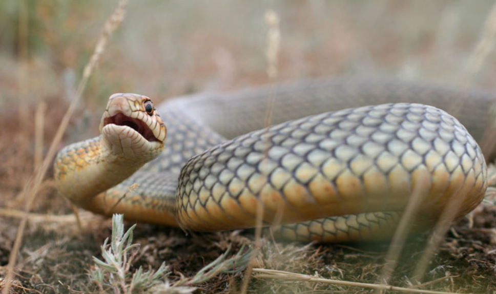 Змея в природе