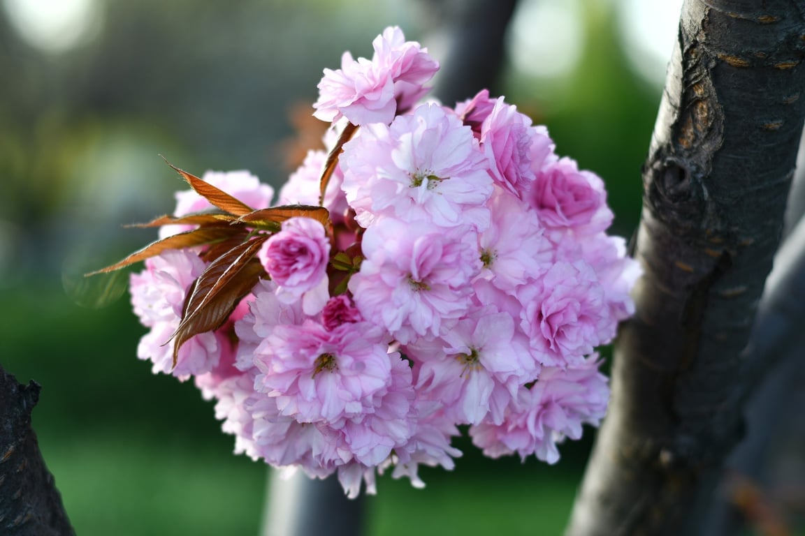 В столичному парку Кіото забуяли цвітом сакури — фото - фото 3