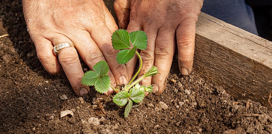 Чому слід сіяти полуницю на розсаду 14 лютого