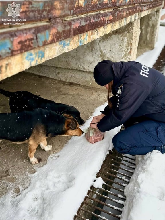 Порятунок чотирилапих у холоди — як копи допомагають пухнастикам - фото 1