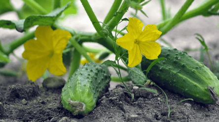 Эти сорта огурцов формируют мало плодов и дают слабый урожай - 285x160