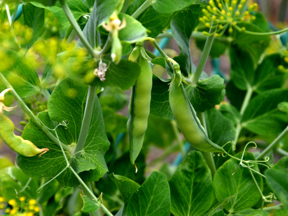 Растения с урожаем гороха