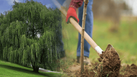 Ні в якому разі не садіть вербу на подвір'ї — чим це небезпечно - 285x160