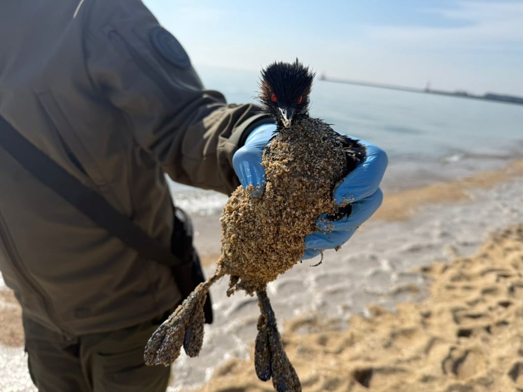 Забруднення моря на Одещині
