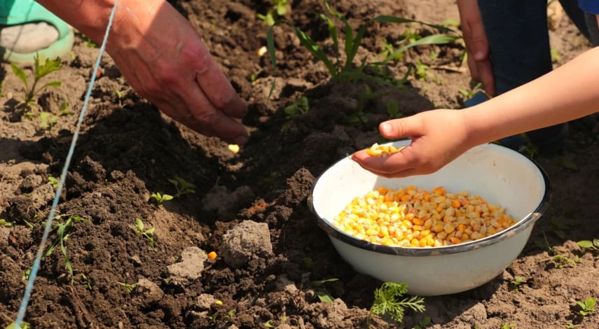 Як правильно сіяти кукурудзу — поради та інструкція